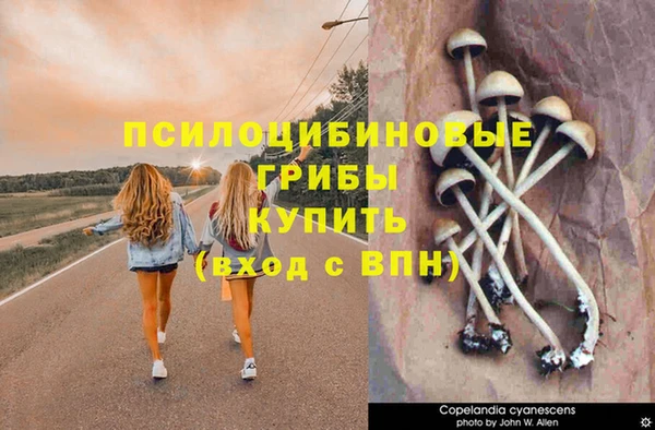 стаф Богородск